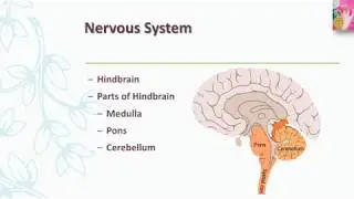 Hindbrain | Pons | Medulla | cerebellum | in Urdu/Hindi language | by dear knowledge