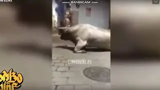 бега быков