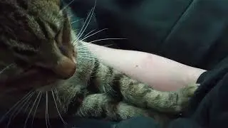 Cat Purrs While Making Cookies
