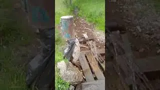 Грибы есть, но тут нет...