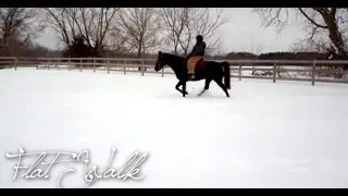 Natural Tennessee Walking Horse Gaits in Snow