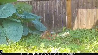 chipmunk  eating apple peels