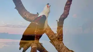 Africam Showreel 2025