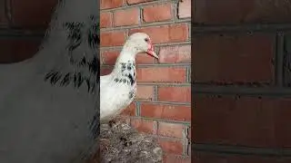 Ручная индоутка!                                 