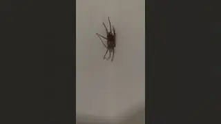 Spider in corner