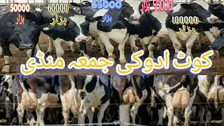 kot adu kye sasti juma cows market 🐄Very good animal market of Pakistan || KOT ADU