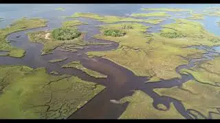 Big Bend Wildlife Management Area - Steinhatchee FL