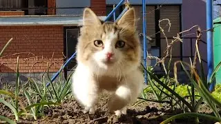 These Pouncing Kitties Will Make You Smile