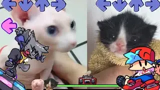 VS Kapi BUT its BINGUS VS TOWEL KITTEN Week - Friday Night Funkin' Custom Animation (HARD)