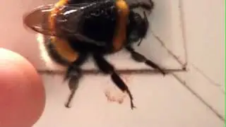 The Bee