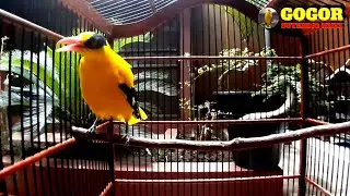 Pancingan Burung Kepodang Sumbawa Gacor 2 