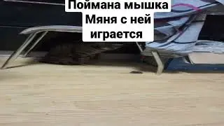 кошка убийца бедная мышка