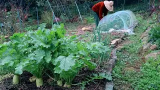 A bountiful late autumn harvest from a Korean mountain village~!!