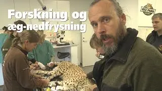 Forskningssamarbejde om geparder