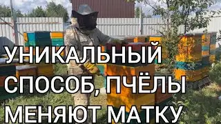 ВЫВОД И ЗАМЕНА СТАРОЙ  МАТКИ НА НОВУЮ    Уникальный многокорпусной улей