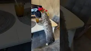 Нормально 🤣 