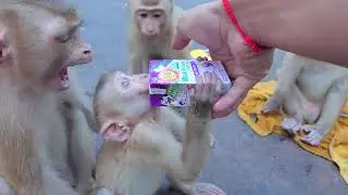 All abandoned kids get milk from mom KT, everyone are starving
