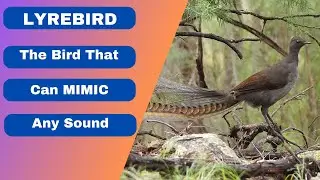 The Bird That Can Mimic Any Sound | Has The Ability To Imitate Sounds | Beastie Beasts