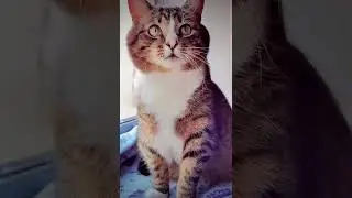 СМЕШНЫЕ КОШКИ / ПРИКОЛЫ С КОШКАМИ