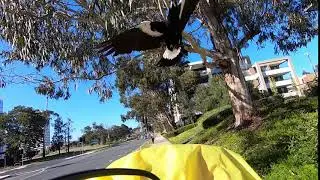 Savage magpie!