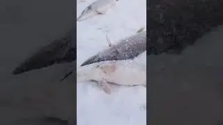 🤔 Рыбный промысел на Ямале 