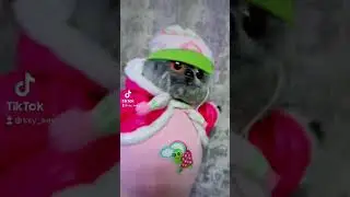 Уточка из Тиктока Лалафанфан lalafanfan и кот Басик