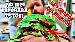 SORPRESAS BRUTALES despues de mis VACACIONES! NUEVA LLEGADA de ANIMALES, NUEVOS NACIMIENTOS y MÁS 🐸🐍