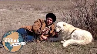 Казахский тобет. Планета собак 🌏 Моя Планета