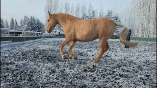 Bodenarbeit im Schnee - ich kommentiere // Reitertutorials