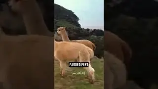Interesting Facts About Alpacas