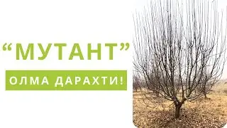 ОЛМА КЕСИШДАГИ ЭНГ ҚЎПОЛ ХАТОНИ БИЛАСИЗМИ?