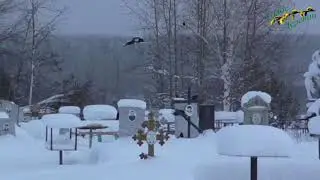 Печаль кладбищенских могил