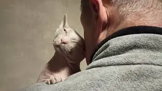 Самый ласковый сфинкс 😻