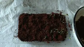 Просроченные семена лучше всходят чем годные