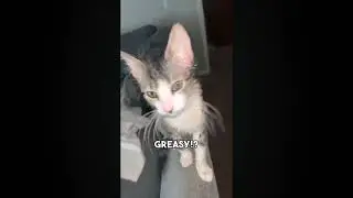 BUTTER CAT 🧈