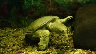 черепаха трионикс