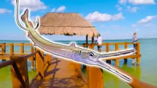 GIANT LIVE BAIT for Dock MONSTERS!!! (Fish of my life)