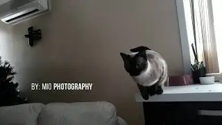 My Siamese Cat Mia Jumps in the Air .. SlowMotion.
