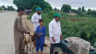 Rain emergency and free vet Camp at SAU Tandojam