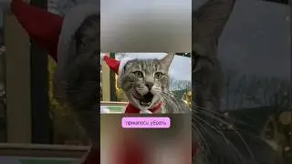 😿 Кота Серёжу УВОЛИЛИ из магазина в Зеленоградске