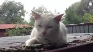 Кот