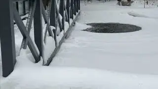 Зимние новости с пруда Кошка приходит