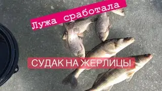 Ловля на ЖЕРЛИЦЫ.СУДАК НА ЖЕРЛИЦЫ.Лужа не перестает радовать рыбой.