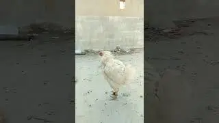 short video