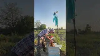 Поздний рой удивляет! Отличное развитие!🐝🐝🐝