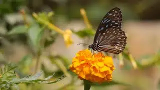 Butterfly - 12060 (no copyright Video 2022)
