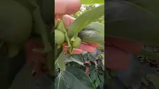 Рослини в саду, на сьогодні.