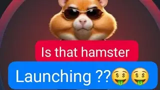 Hamster combat is launching or not 🤑🤑🤑