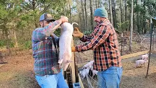 We Started a Pig Farm...
