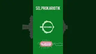 Sel Prokariotik (Procaryotic Cell)